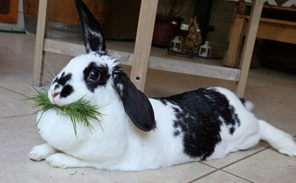 Kuki, my bunny