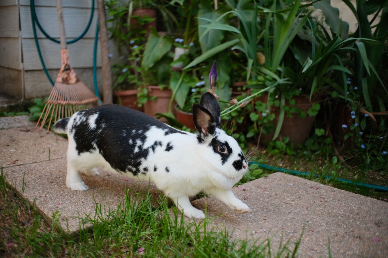 My kuki mid-movement