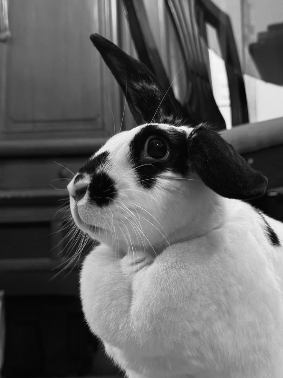Black and white photo of Kuki looking up and to the side