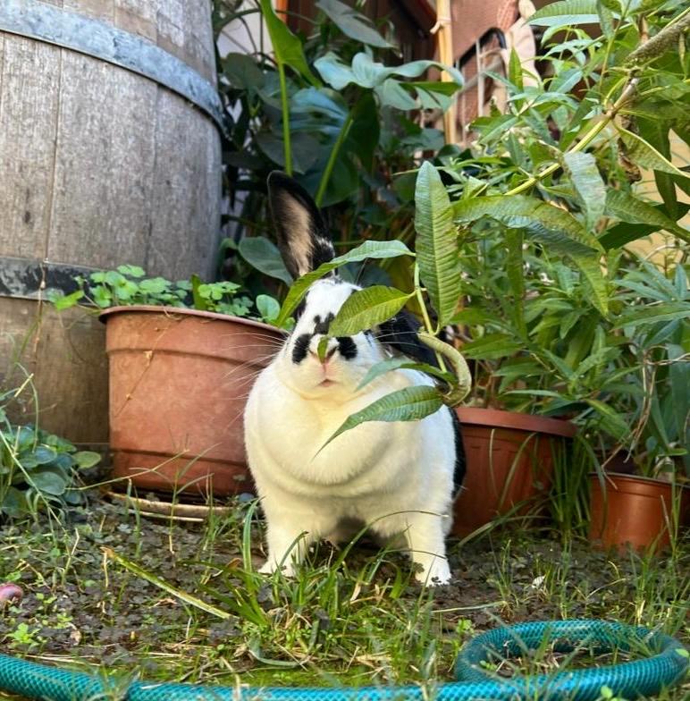 Kuki, a black and white rabbit, standing among plant pots in a garden