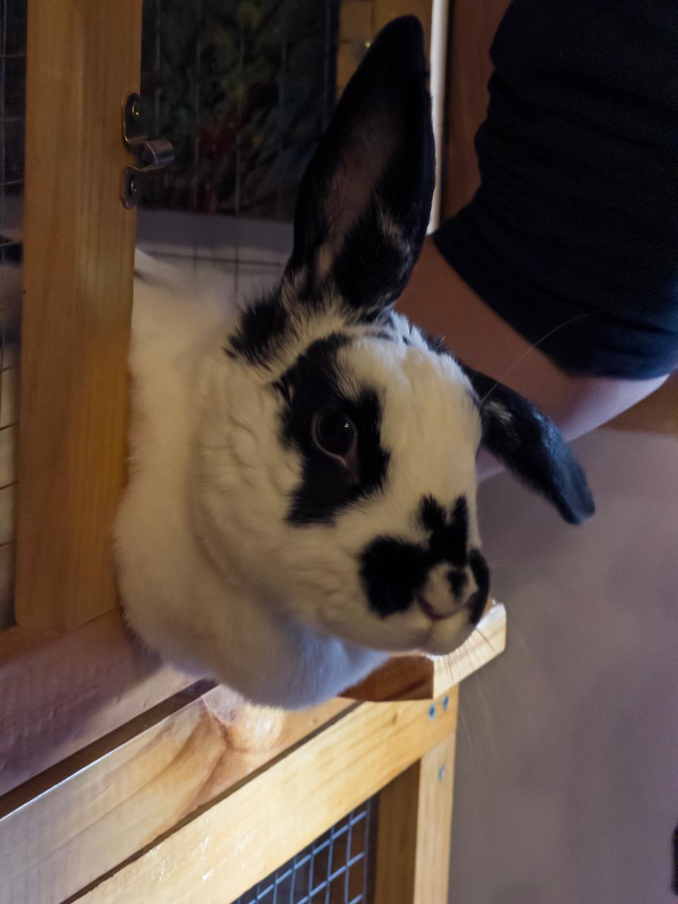 Kuki leaning out over the edge of a wooden hutch
