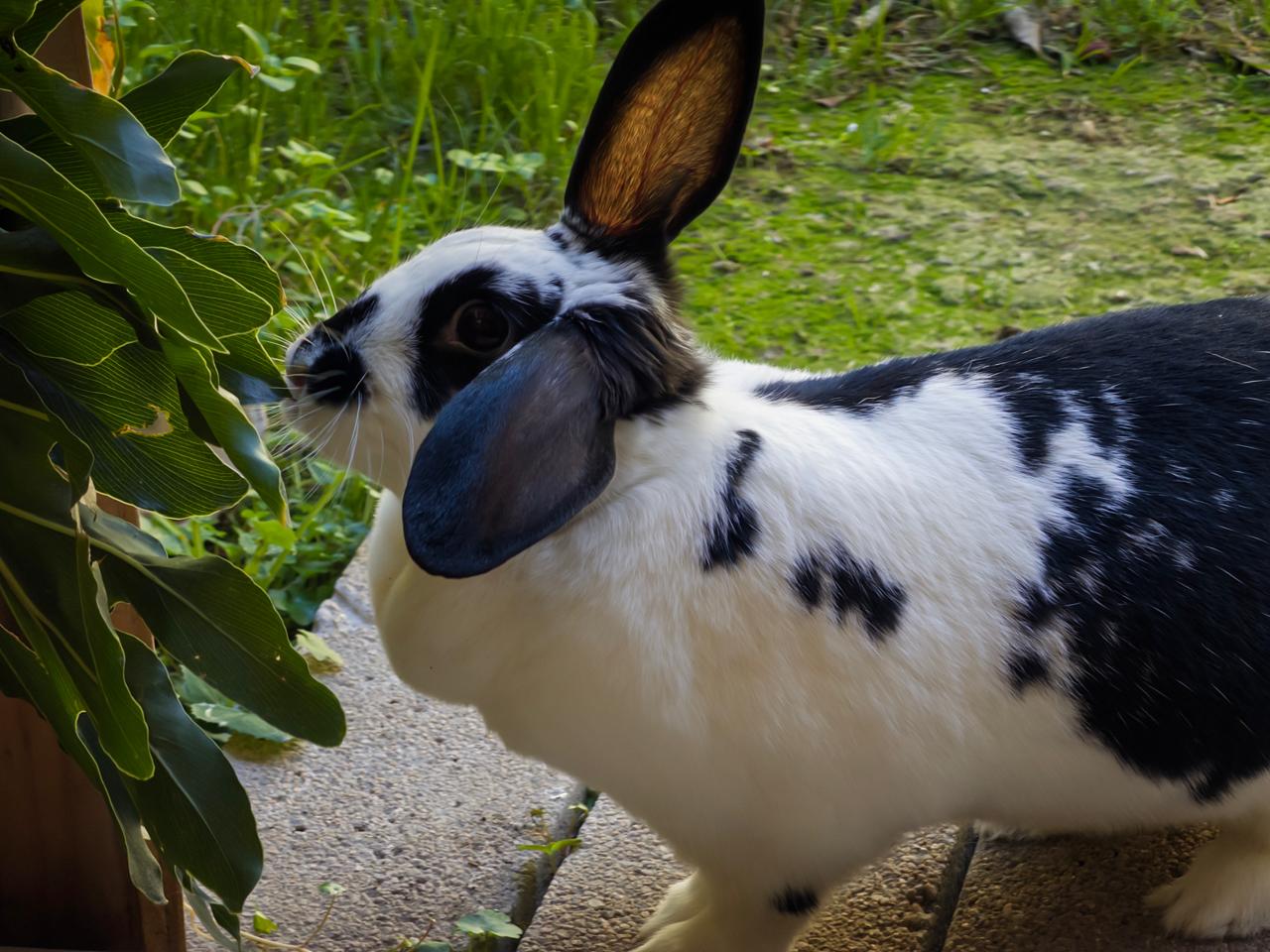 Kuki sniffing green leaves outdoors