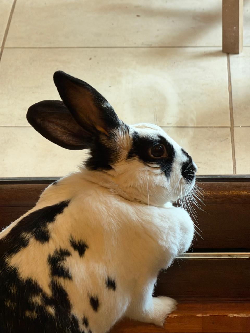 Kuki sitting by a window ledge, seen from the side